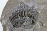 Detailed, Partially Enrolled Gerastos Trilobite Fossil - Morocco #222254-2
